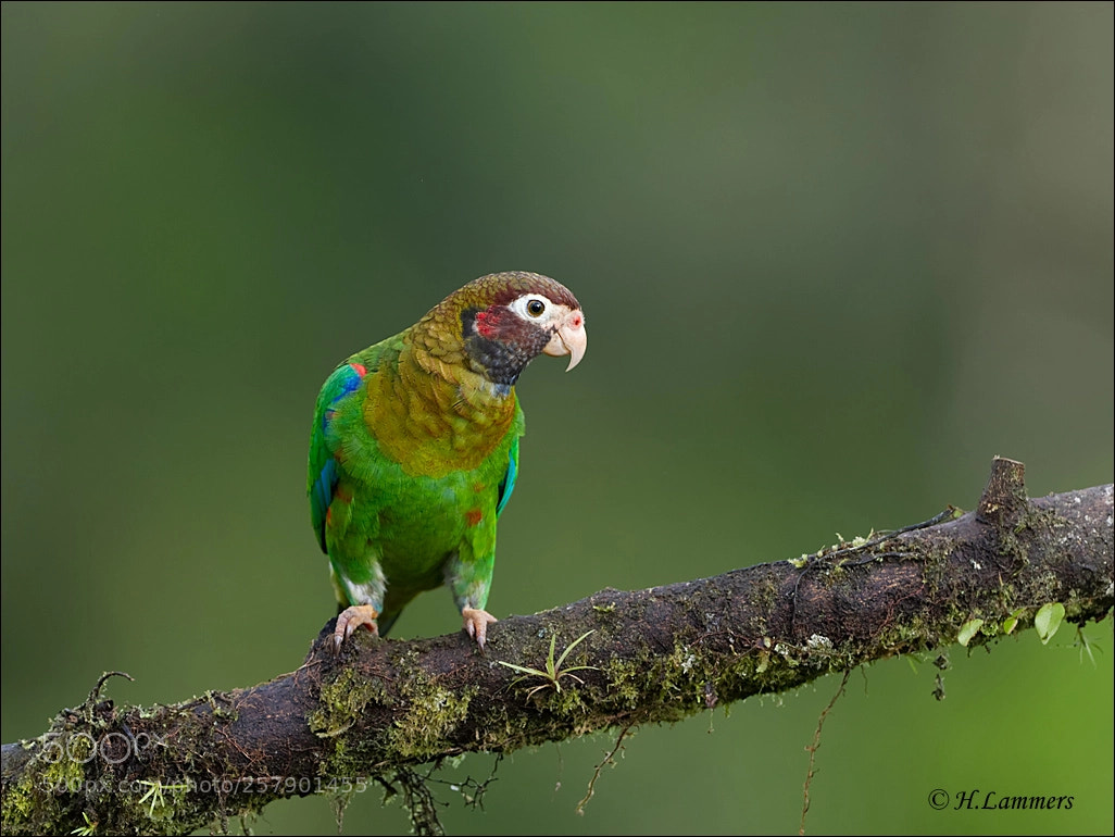 Canon EOS-1D Mark IV sample photo. Brown hooded parrot photography