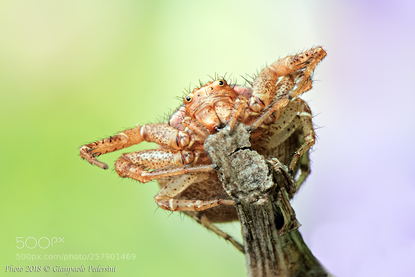 Canon EOS 7D Mark II sample photo. Who wants a hug? photography