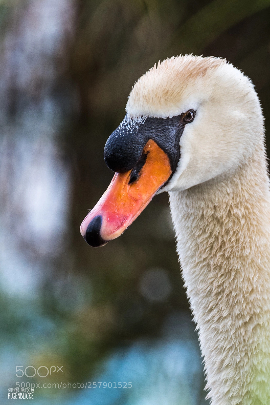 Nikon D750 sample photo. Cygnus photography