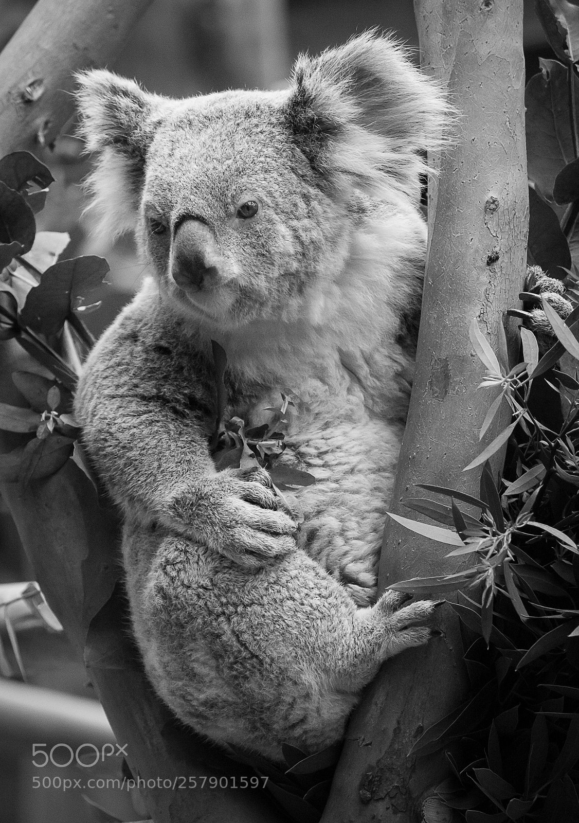 Canon EOS 600D (Rebel EOS T3i / EOS Kiss X5) sample photo. Koala photography