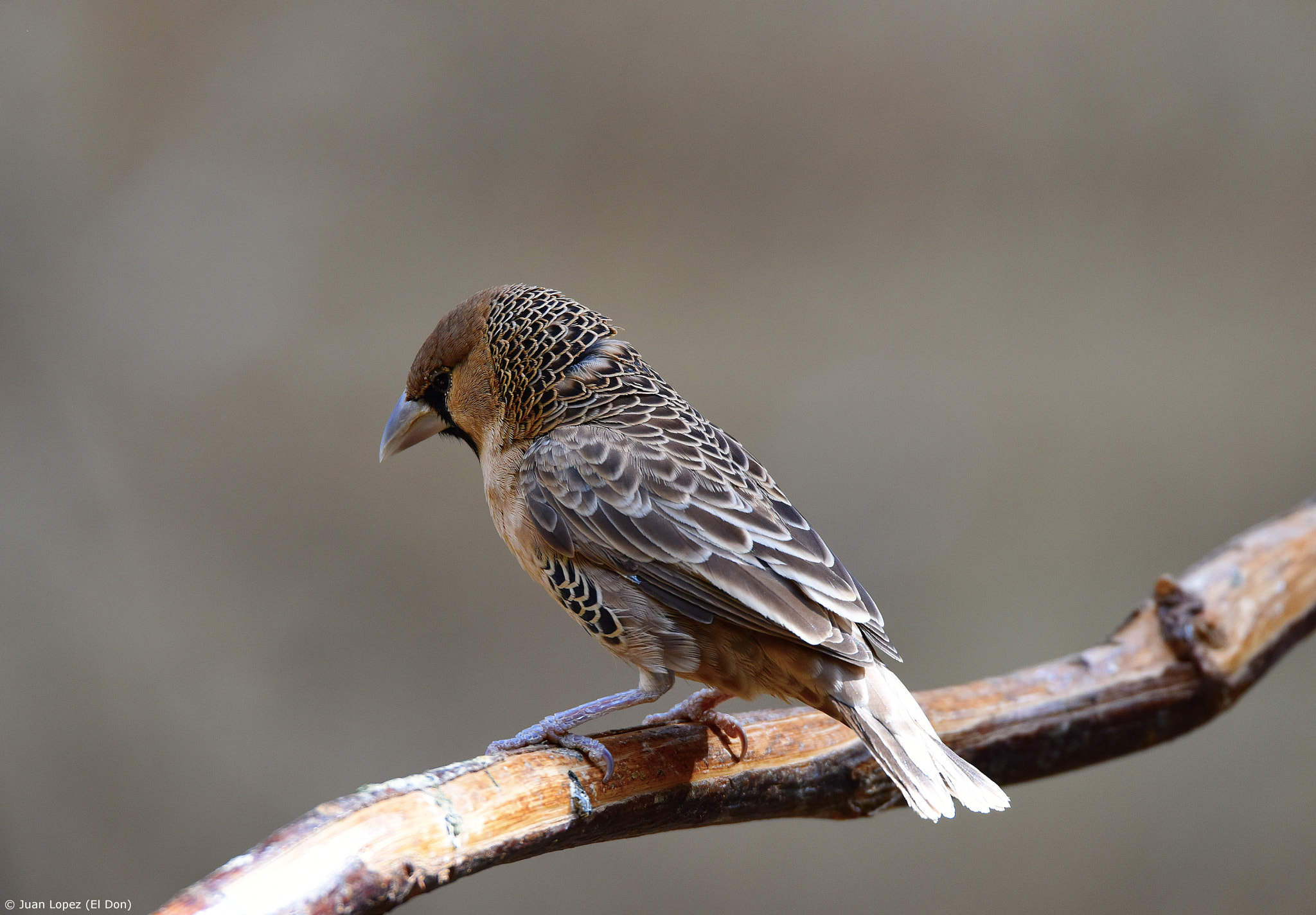 Nikon D810 sample photo. Bird with unique structure...!! photography