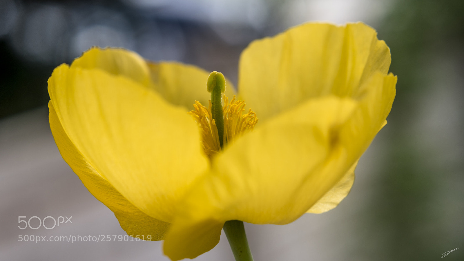 Nikon D5500 sample photo. *** yellow *** photography