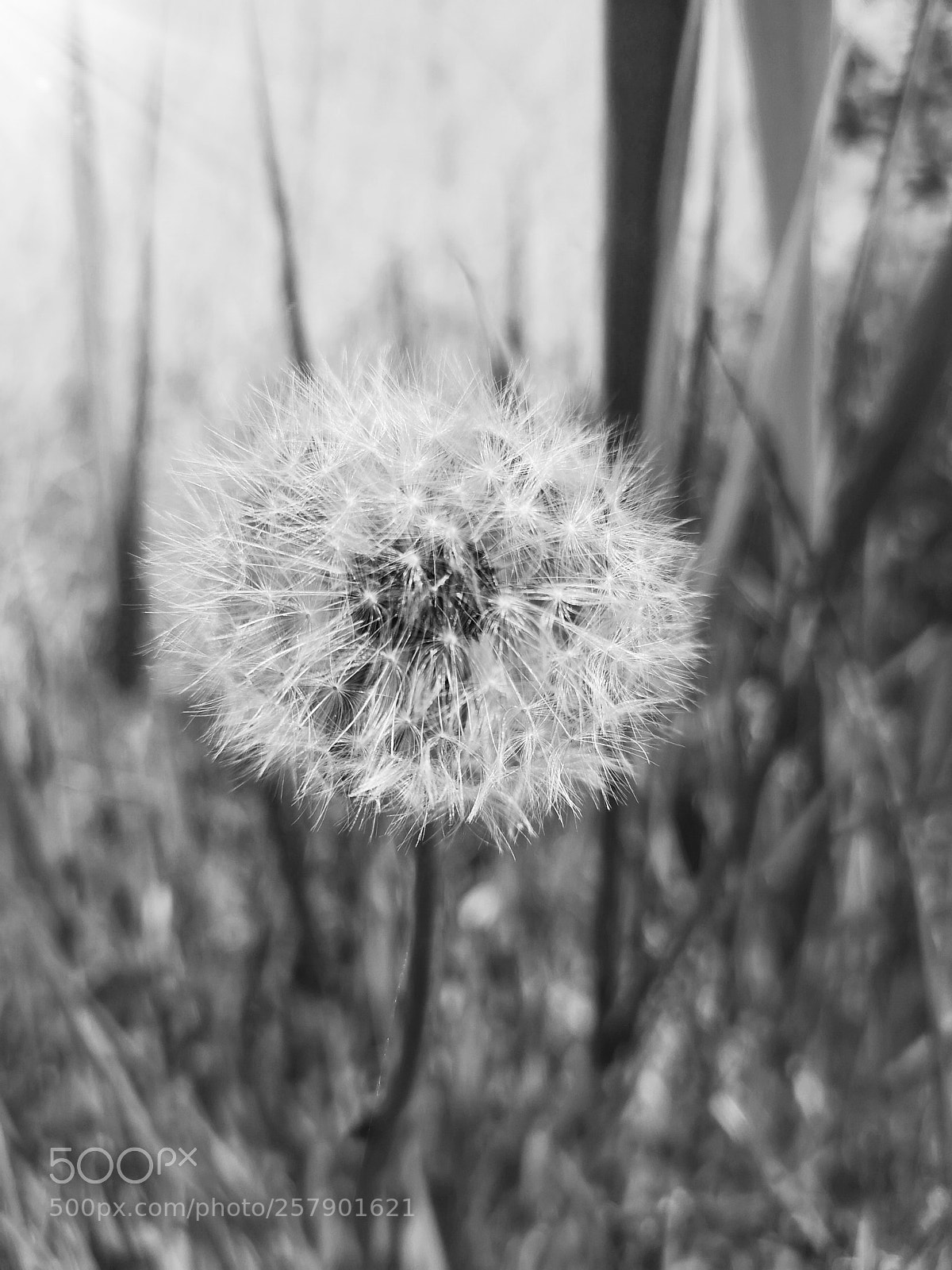 HUAWEI CLT-L29 sample photo. Untitled photography