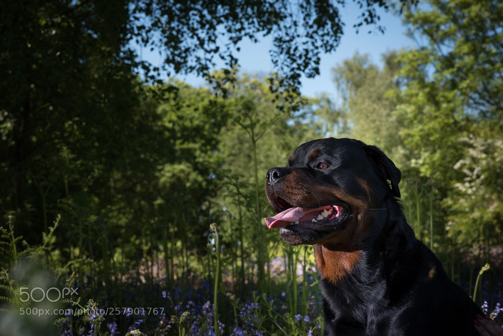 Nikon D750 sample photo. Country walk photography