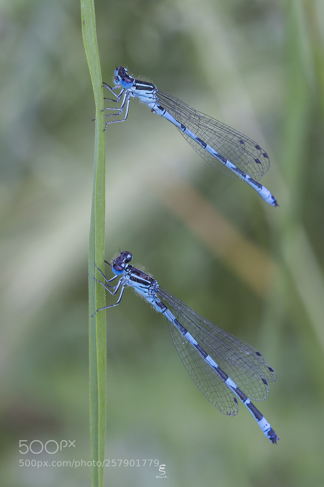 Canon EOS 700D (EOS Rebel T5i / EOS Kiss X7i) sample photo. Coenagrion mercuriale photography