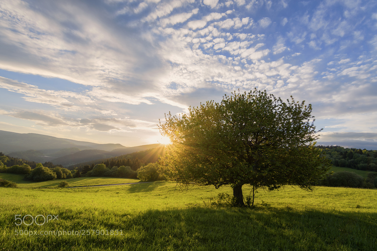 Nikon D7200 sample photo. Sunny morning photography