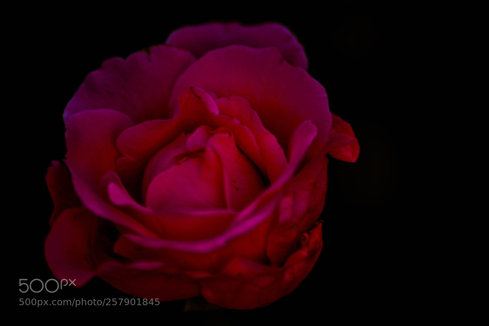 Nikon D5200 sample photo. Rose  photography