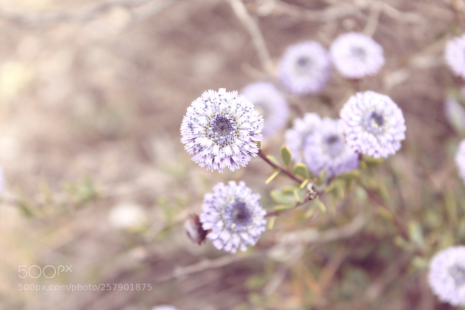 Canon EOS 1100D (EOS Rebel T3 / EOS Kiss X50) sample photo. Perfection of perception photography