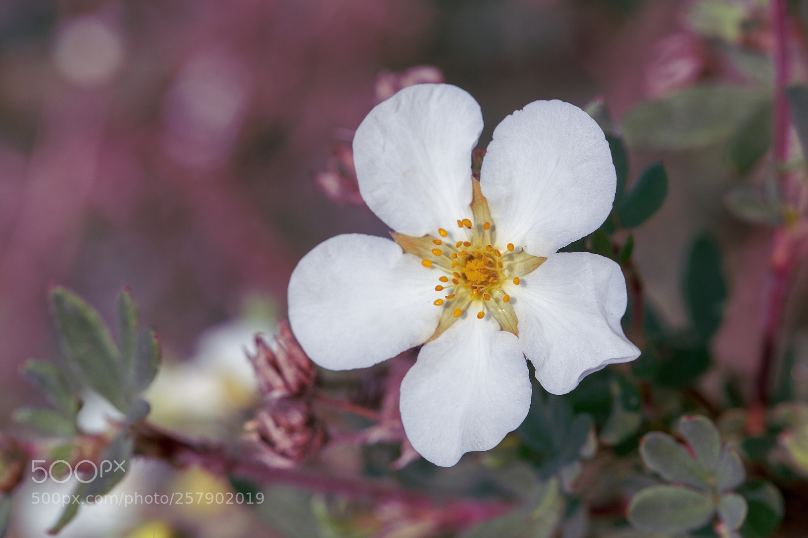 Canon EOS 6D sample photo. Potentille photography