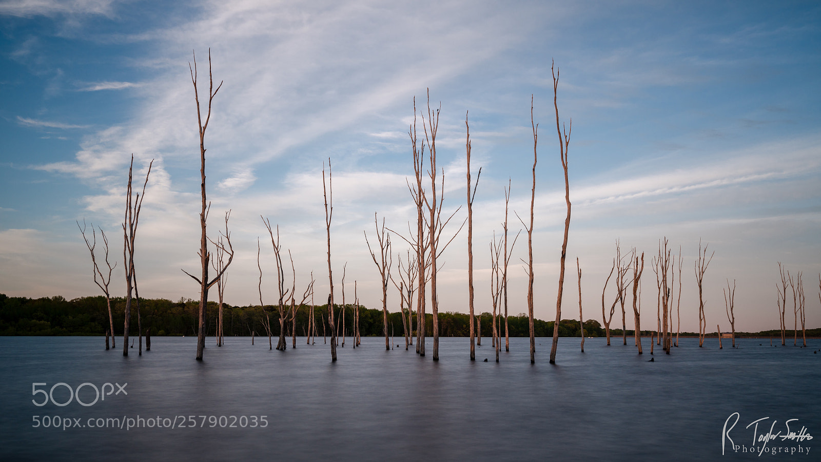 Sony a7R III sample photo. New jersey ghost trees photography