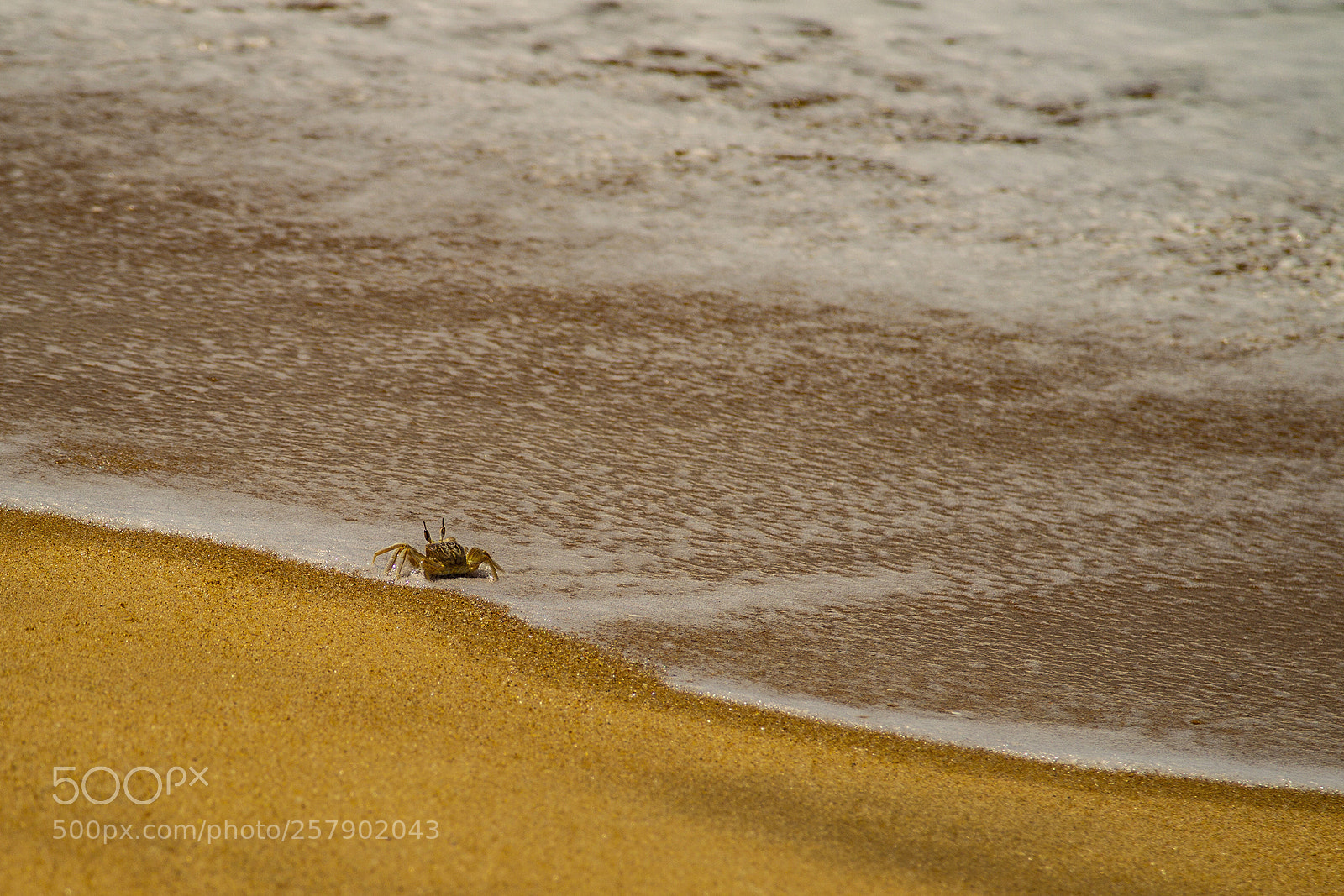 Canon EOS-1D Mark IV sample photo. Yala photography