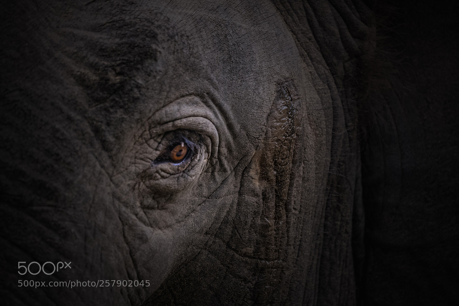 Canon EOS-1D X Mark II sample photo. Yala photography
