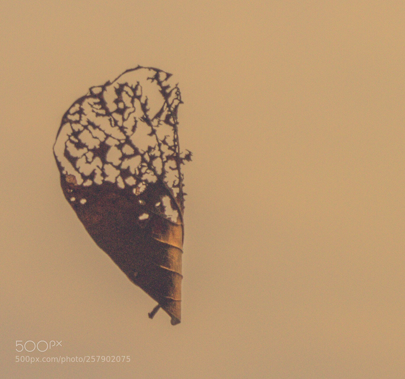 Canon EOS 70D sample photo. Suspended animation photography