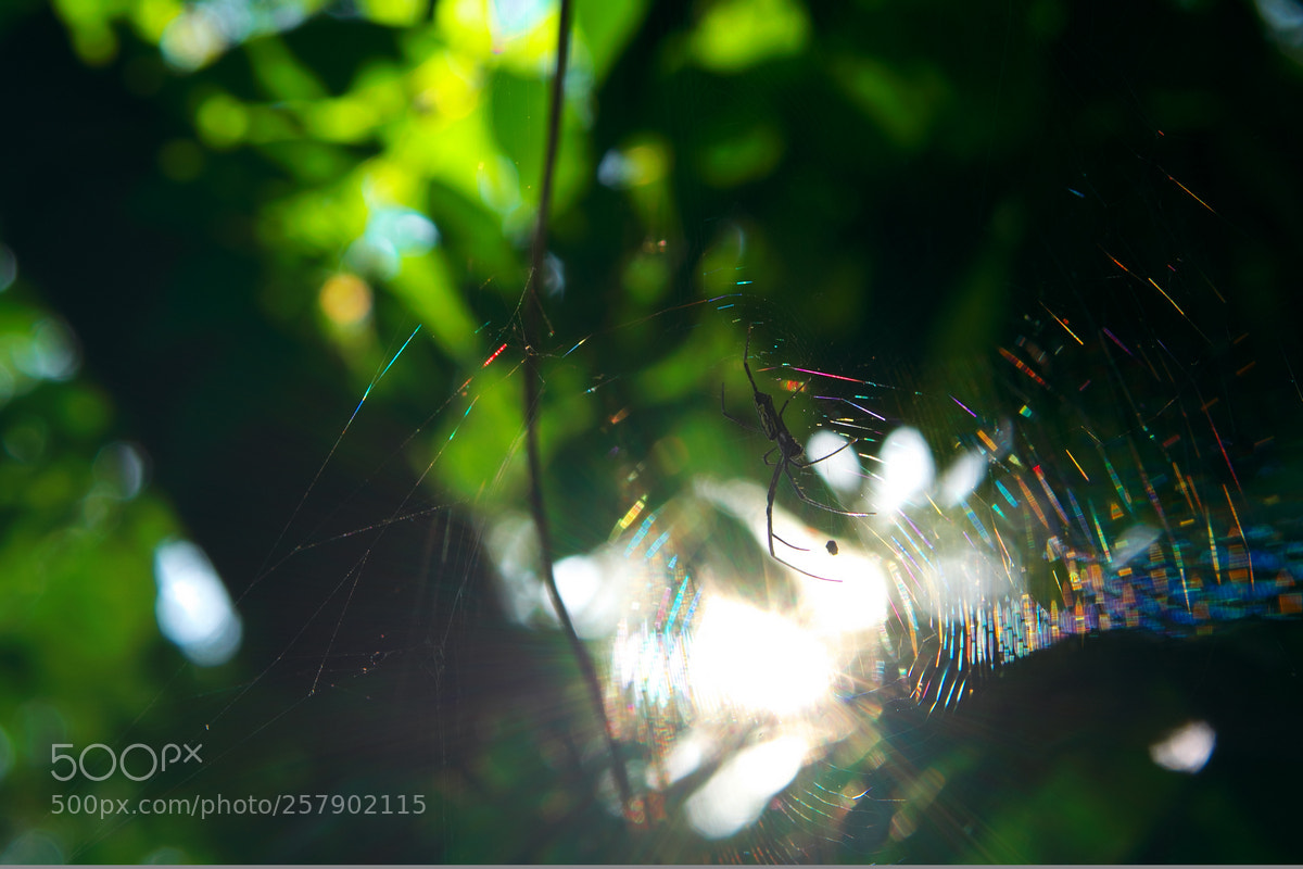 Fujifilm X-T20 sample photo. Web photography