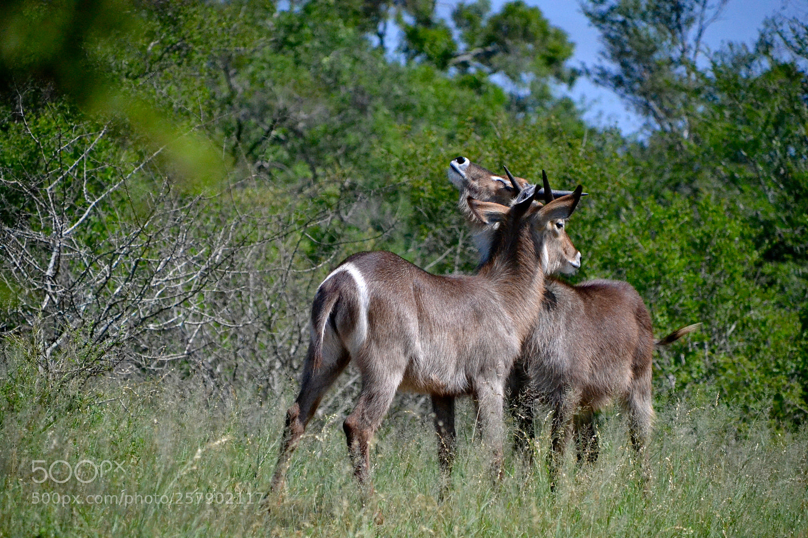 Nikon D3100 sample photo. Waterbucks scratching each other's photography