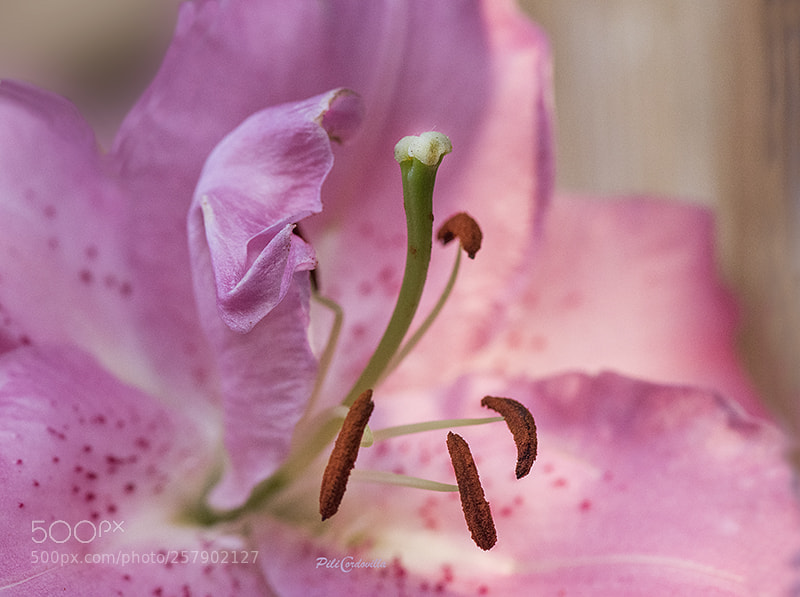 Nikon D750 sample photo. Flor photography
