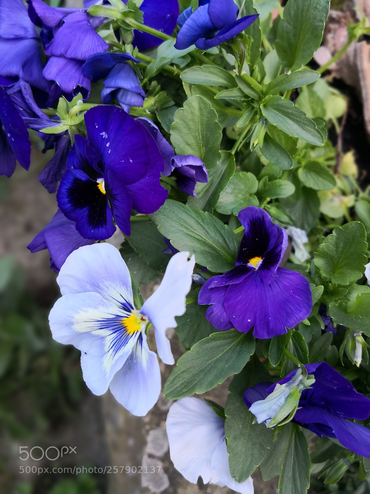 HUAWEI Mate 10 Pro sample photo. Flower photography
