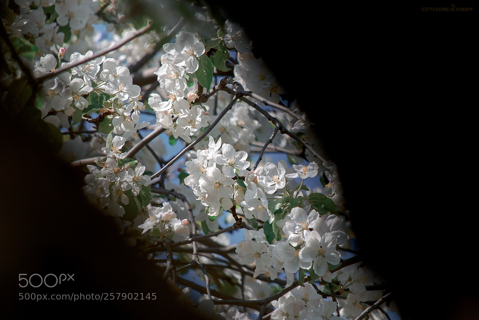Nikon D5300 sample photo. Apple flowers photography