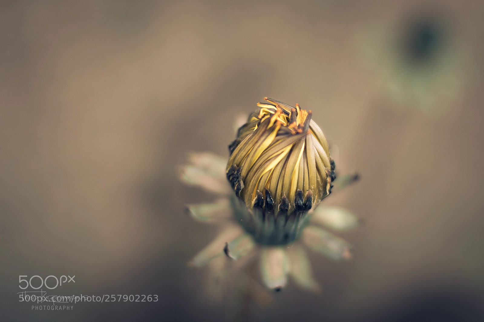 Canon EOS 70D sample photo. Yellow flower photography