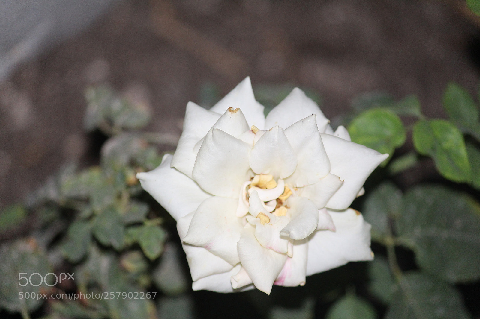 Canon EF-S 55-250mm F4-5.6 IS II sample photo. Img photography