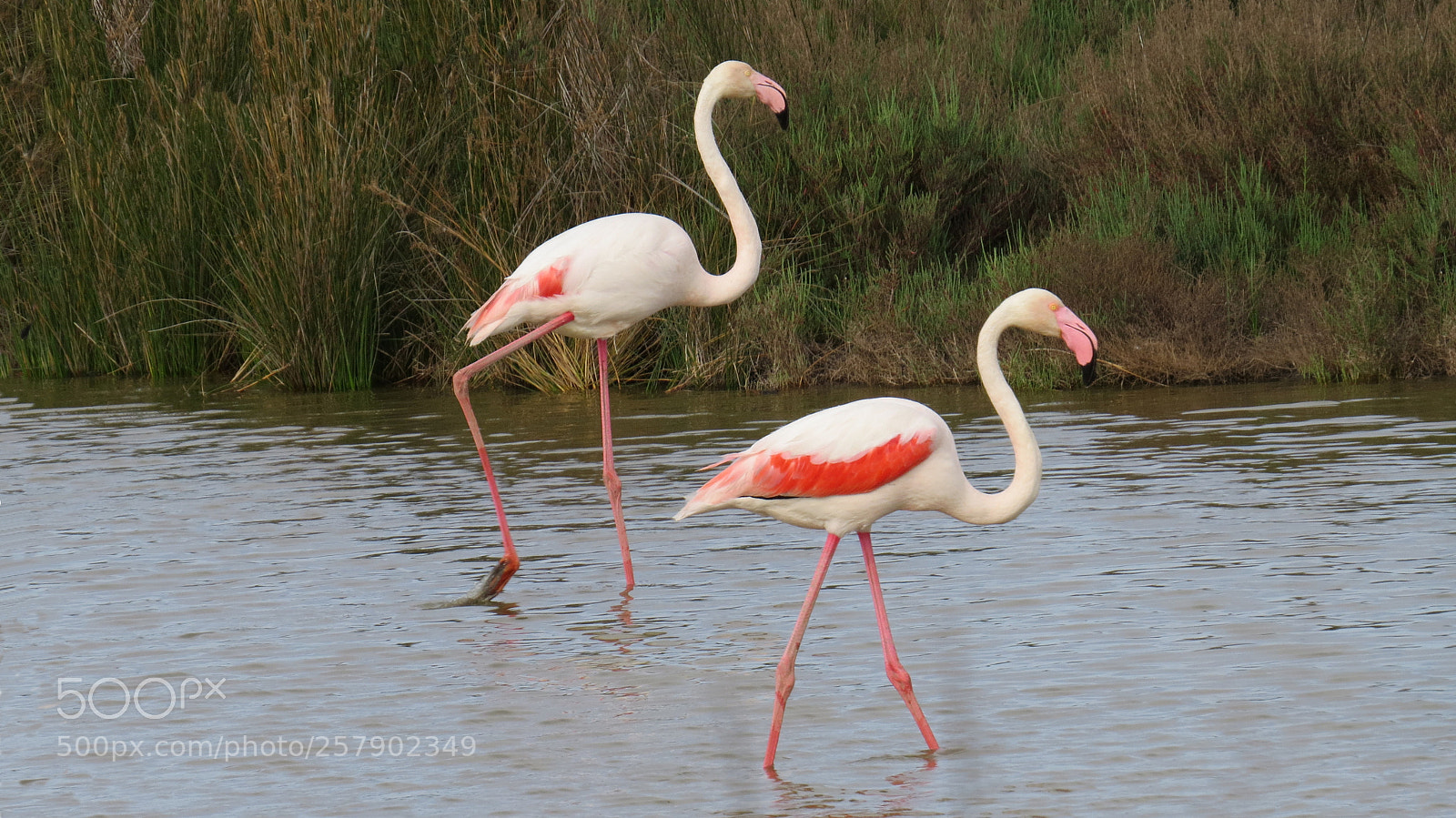 Canon PowerShot SX50 HS sample photo. Greater flamingo photography