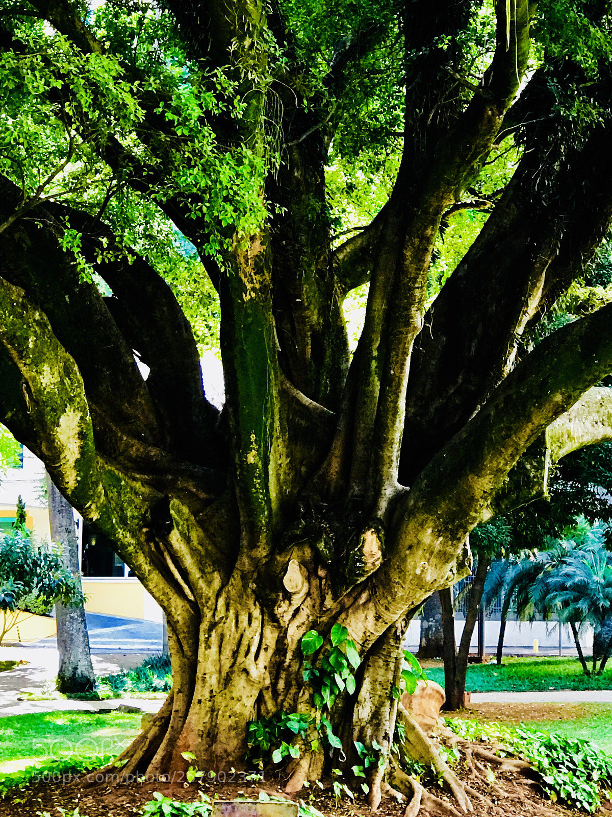 Apple iPhone 7 Plus sample photo. Tree photography