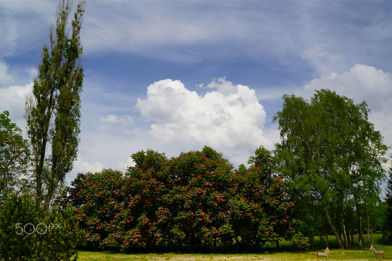 Sony DT 18-200mm F3.5-6.3 sample photo. Kromlauer park ii photography