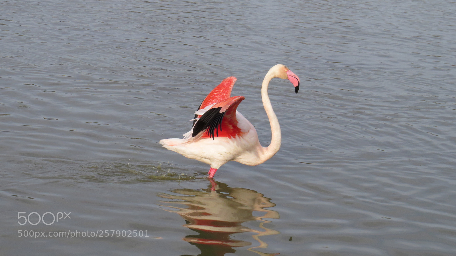 Canon PowerShot SX50 HS sample photo. Greater flamingo photography