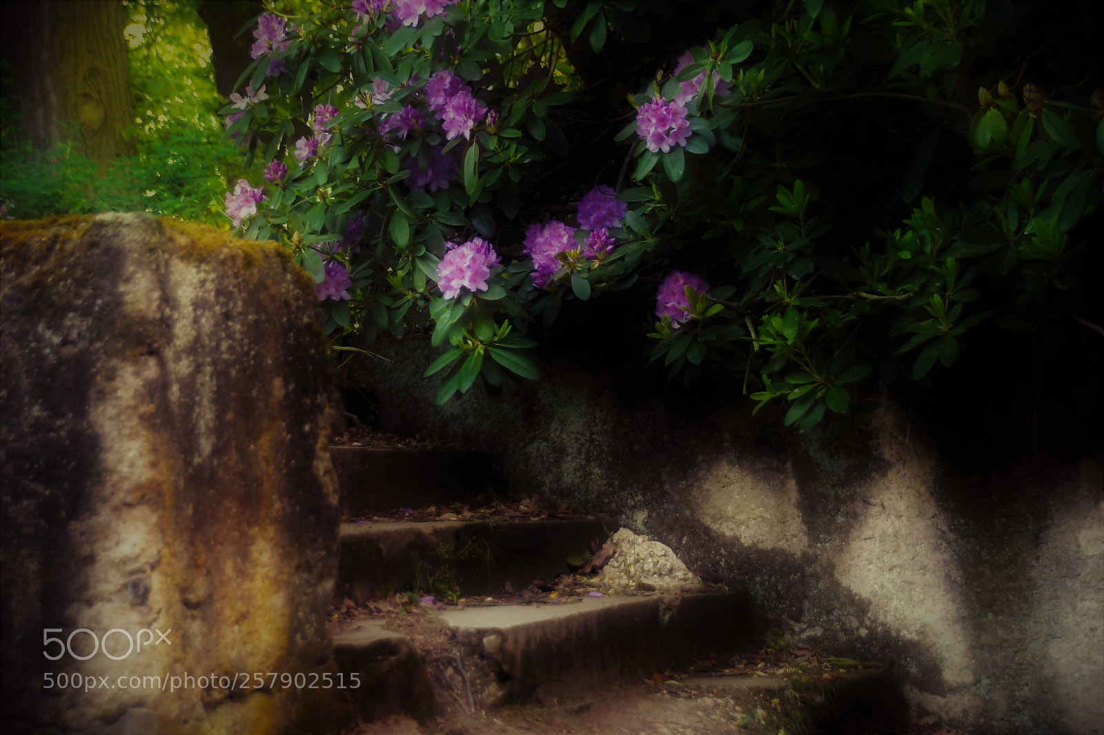 Nikon D500 sample photo. A mystic place... photography