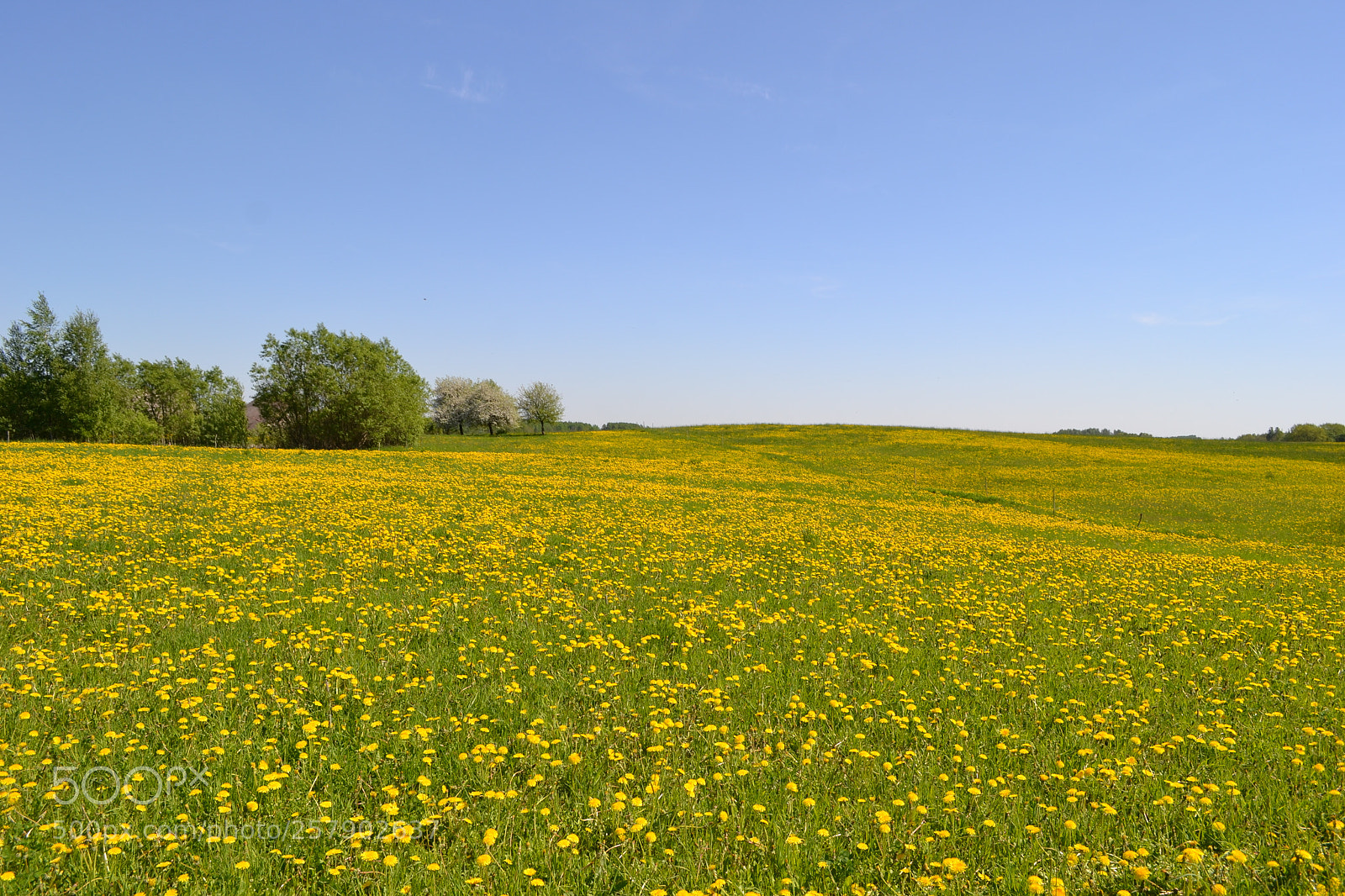 Nikon D3100 sample photo. Green meadow photography