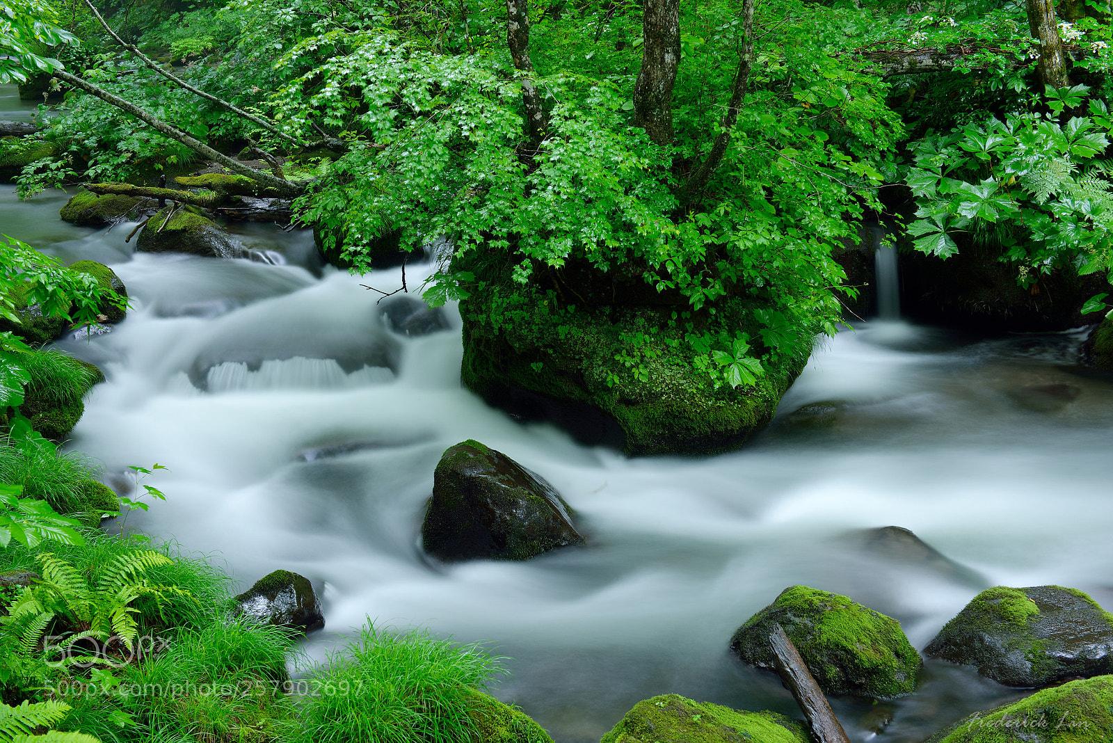 Nikon D800 sample photo. Purged in lush green photography