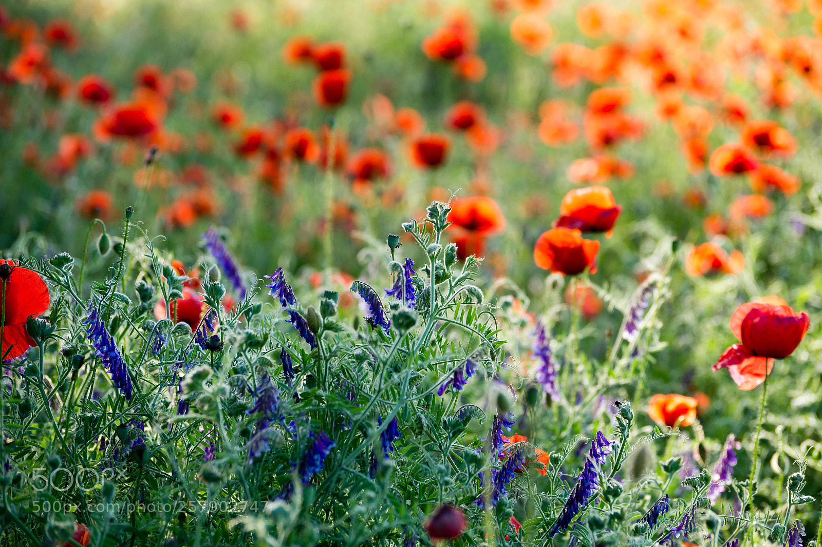 Sony SLT-A58 sample photo. Colorful meadow photography