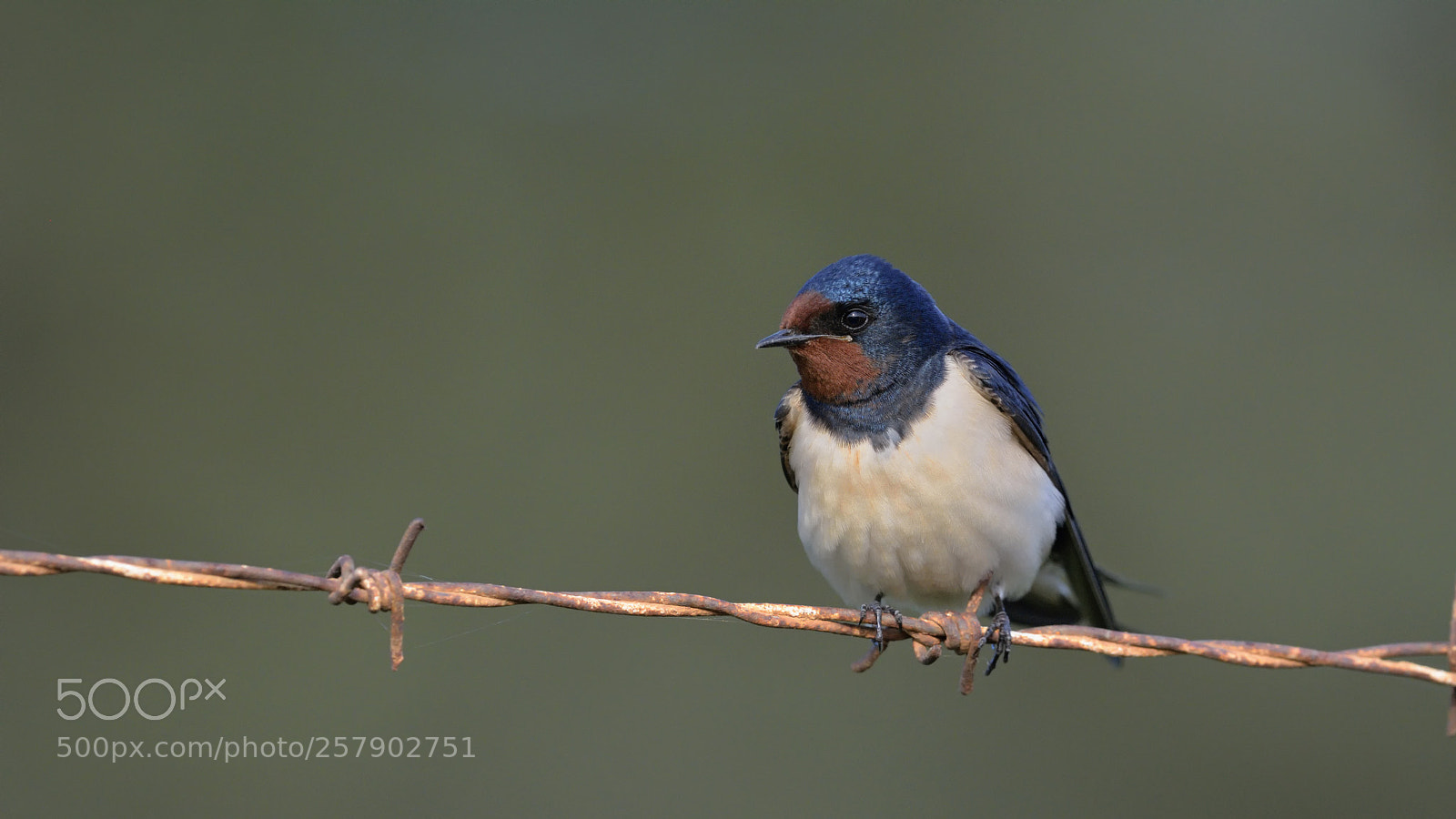 Nikon D7100 sample photo. Barn swallow photography