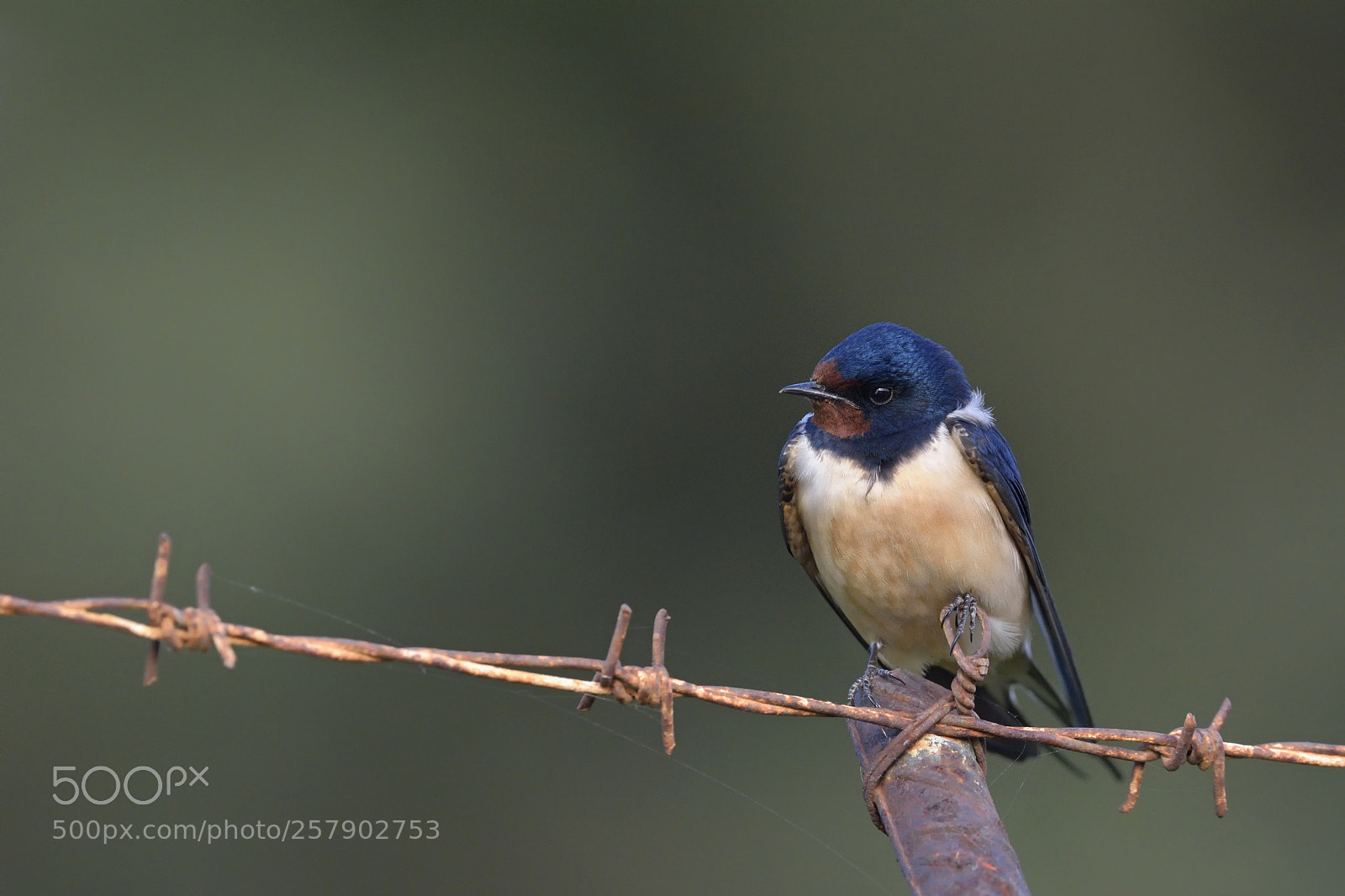 Nikon D7100 sample photo. Barn swallow photography