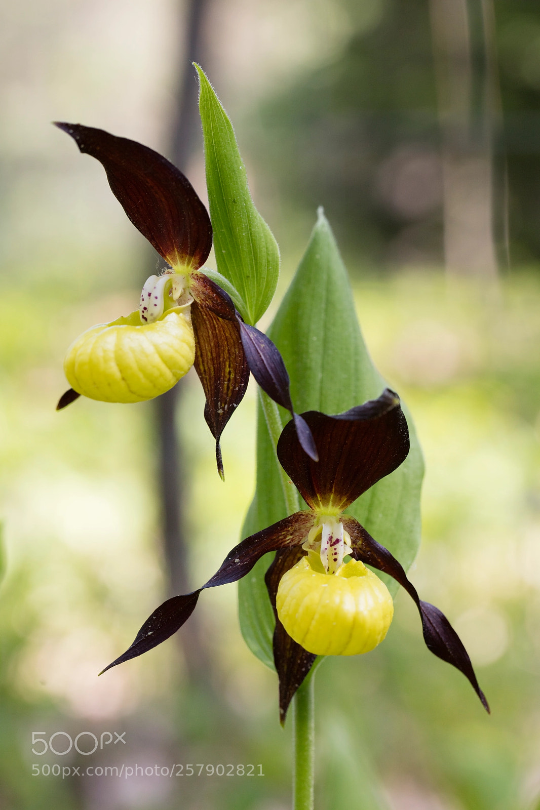 Canon EOS 5DS R sample photo. Golden lady slipper photography