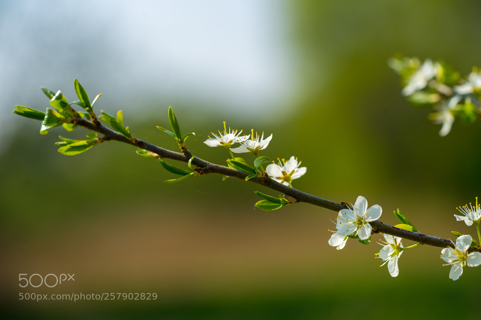 Sony a7 II sample photo. Blooming tree photography