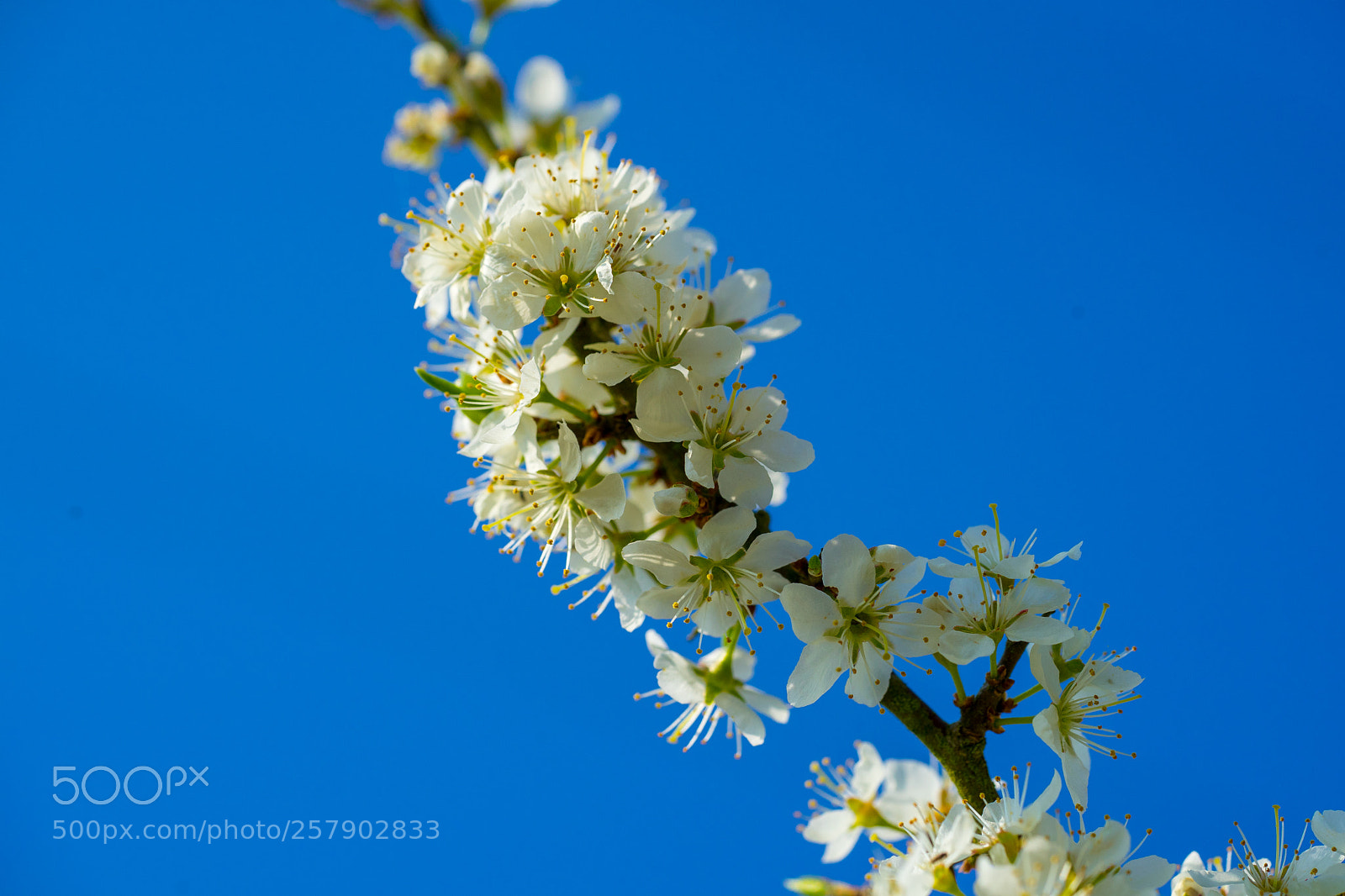 Sony a7 II sample photo. Blooming in the skies photography