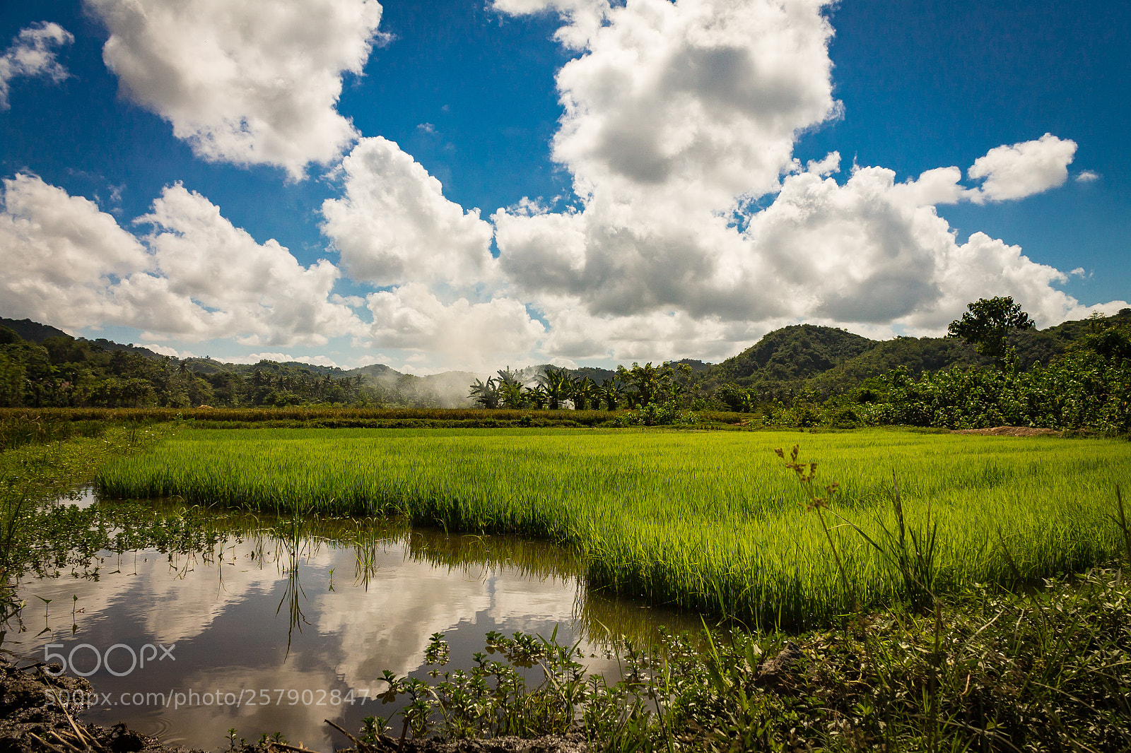 Canon EOS 1100D (EOS Rebel T3 / EOS Kiss X50) sample photo. Rice fields lombok photography