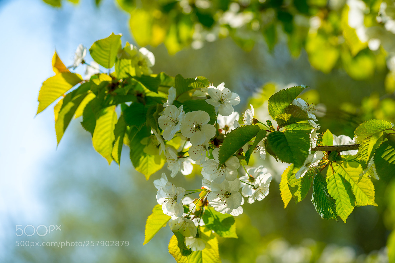 Sony a7 II sample photo. More blooming photography