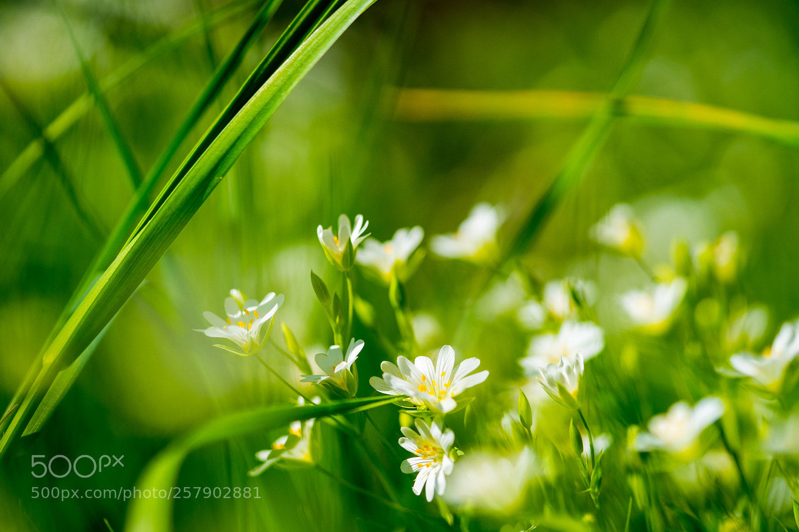 Sony a7 II sample photo. Blooming garden photography