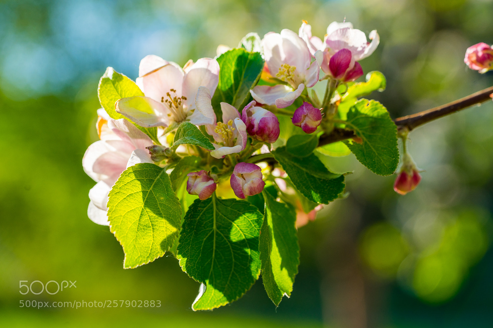 Sony a7 II sample photo. Pink blooming photography