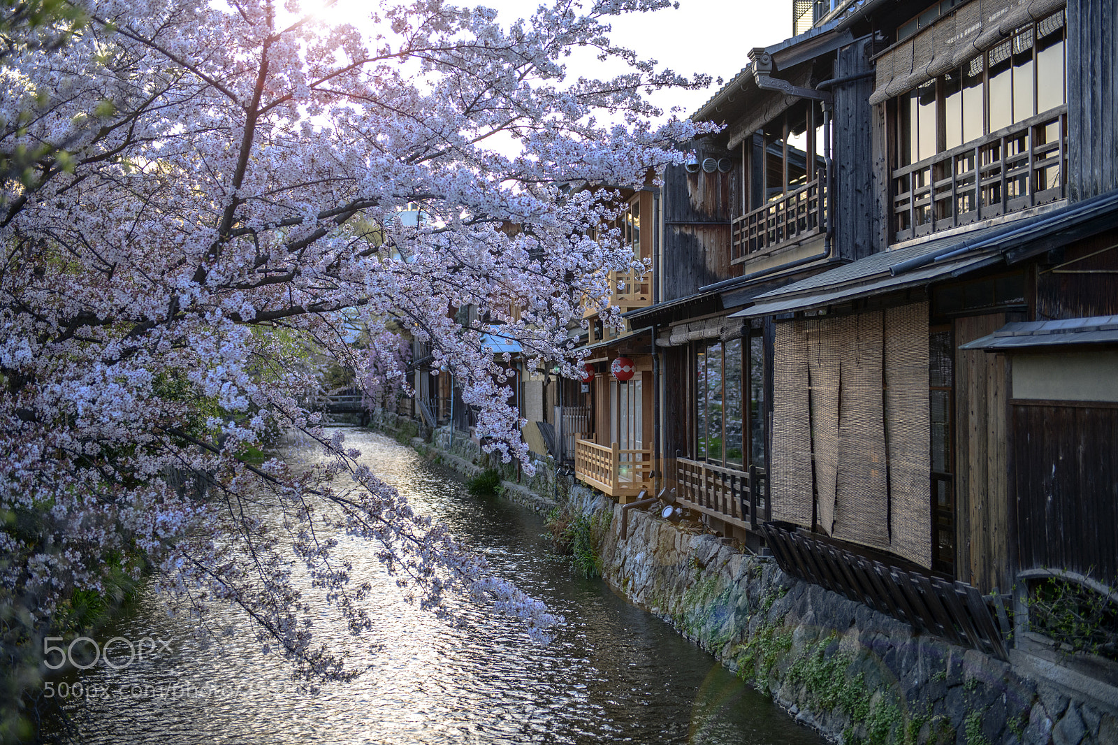Nikon D850 sample photo. Morning light at gion photography