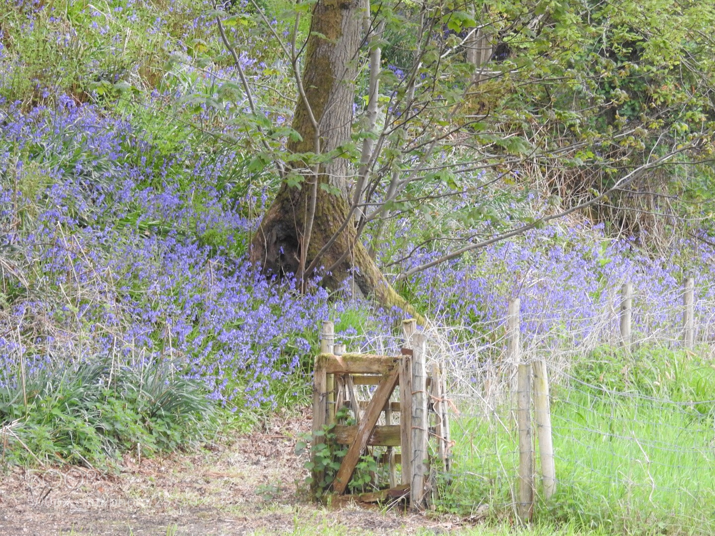 Nikon Coolpix P900 sample photo. Witherslack  photography