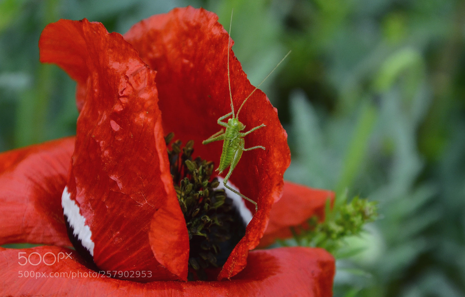 Nikon D7000 sample photo. Green in red photography