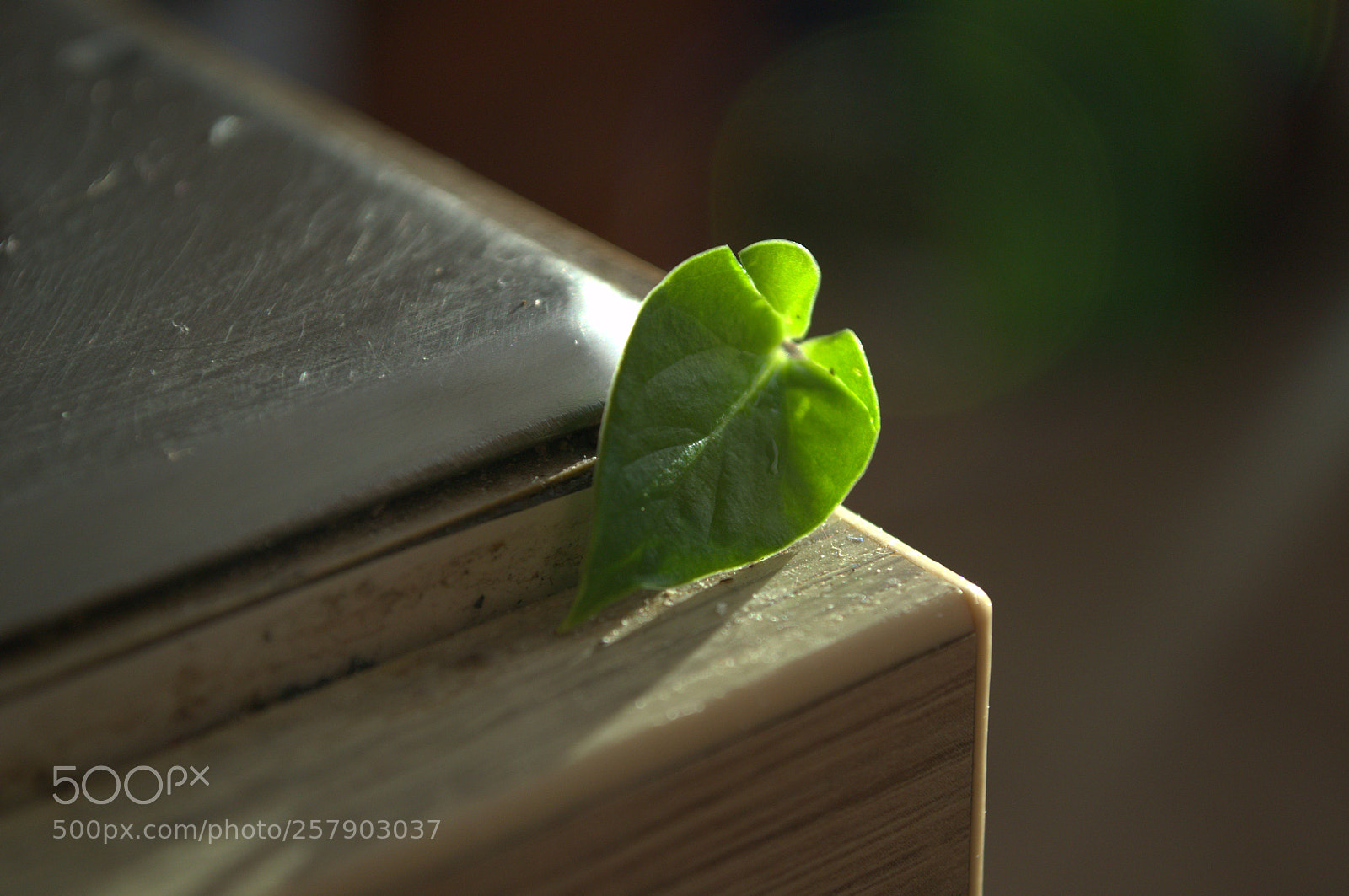 Nikon D3100 sample photo. Green leaf in the photography