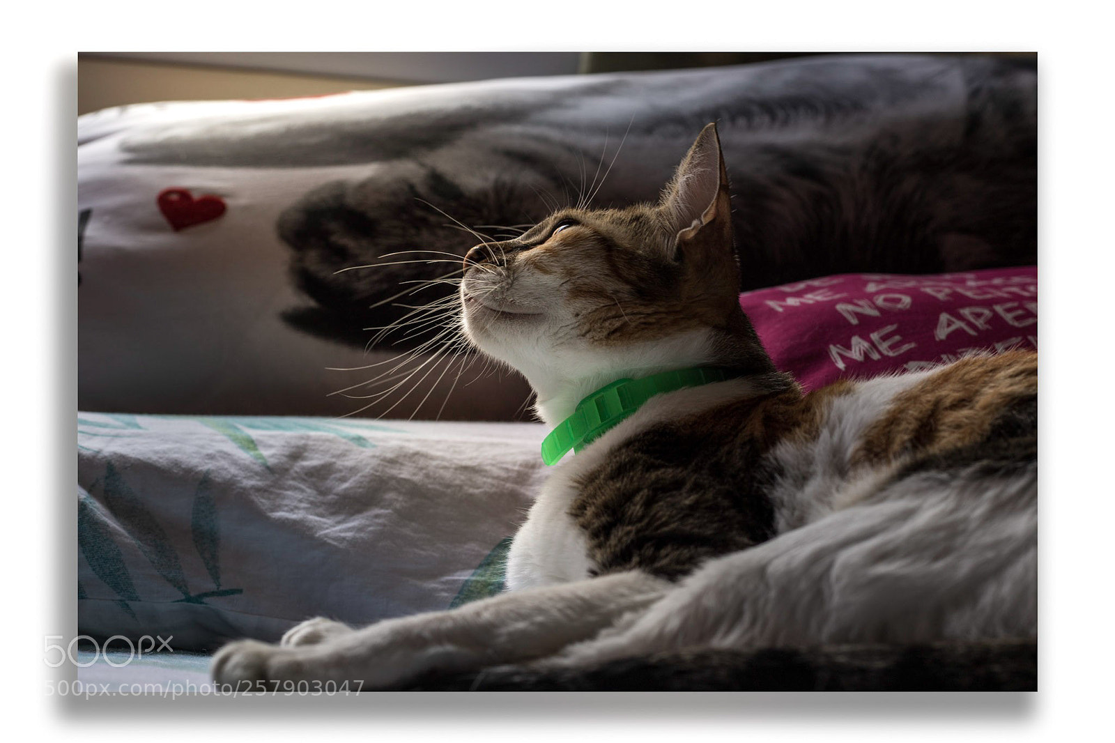 Canon EOS 6D Mark II sample photo. Fine light photography