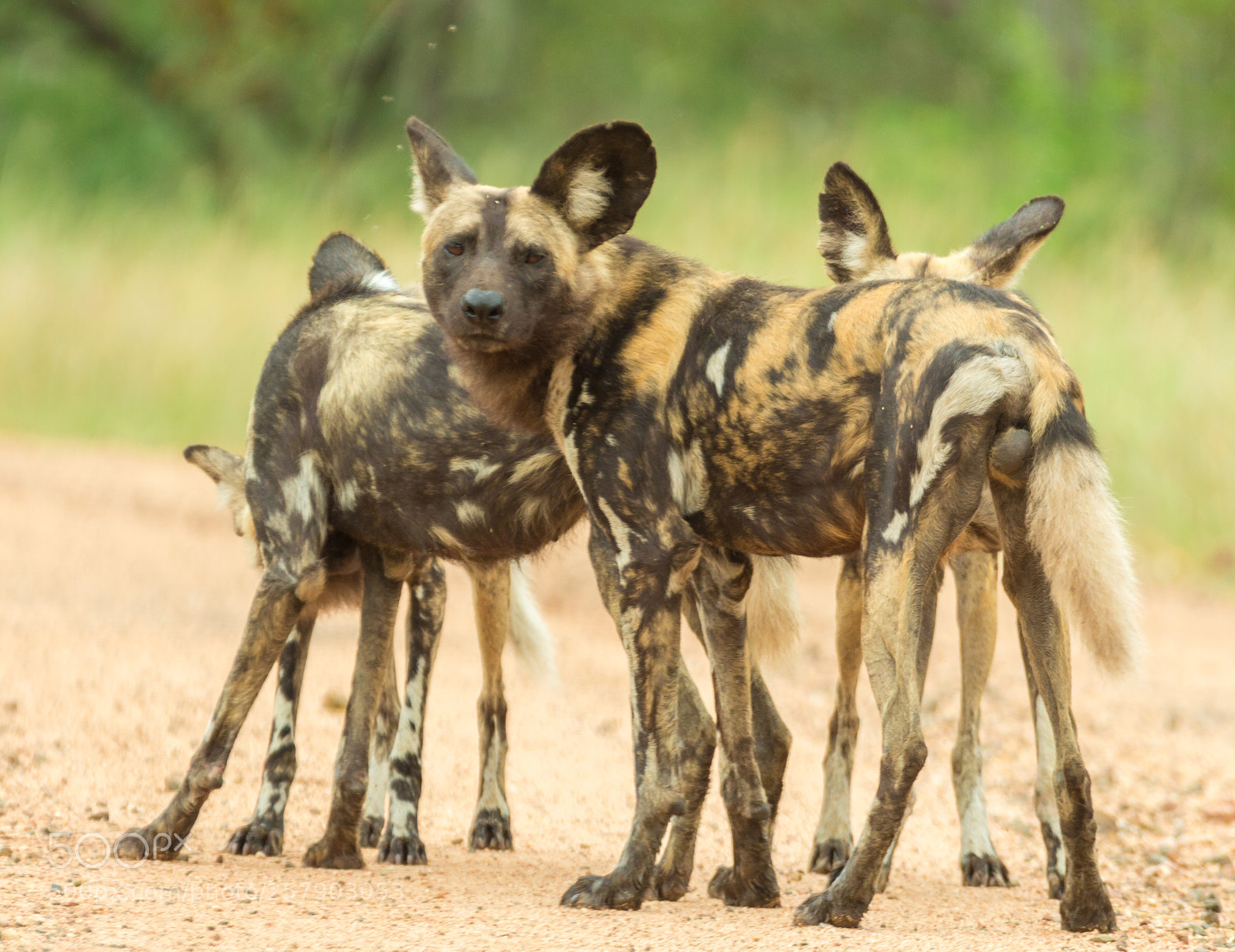 Canon EOS 70D sample photo. Painted dogs photography