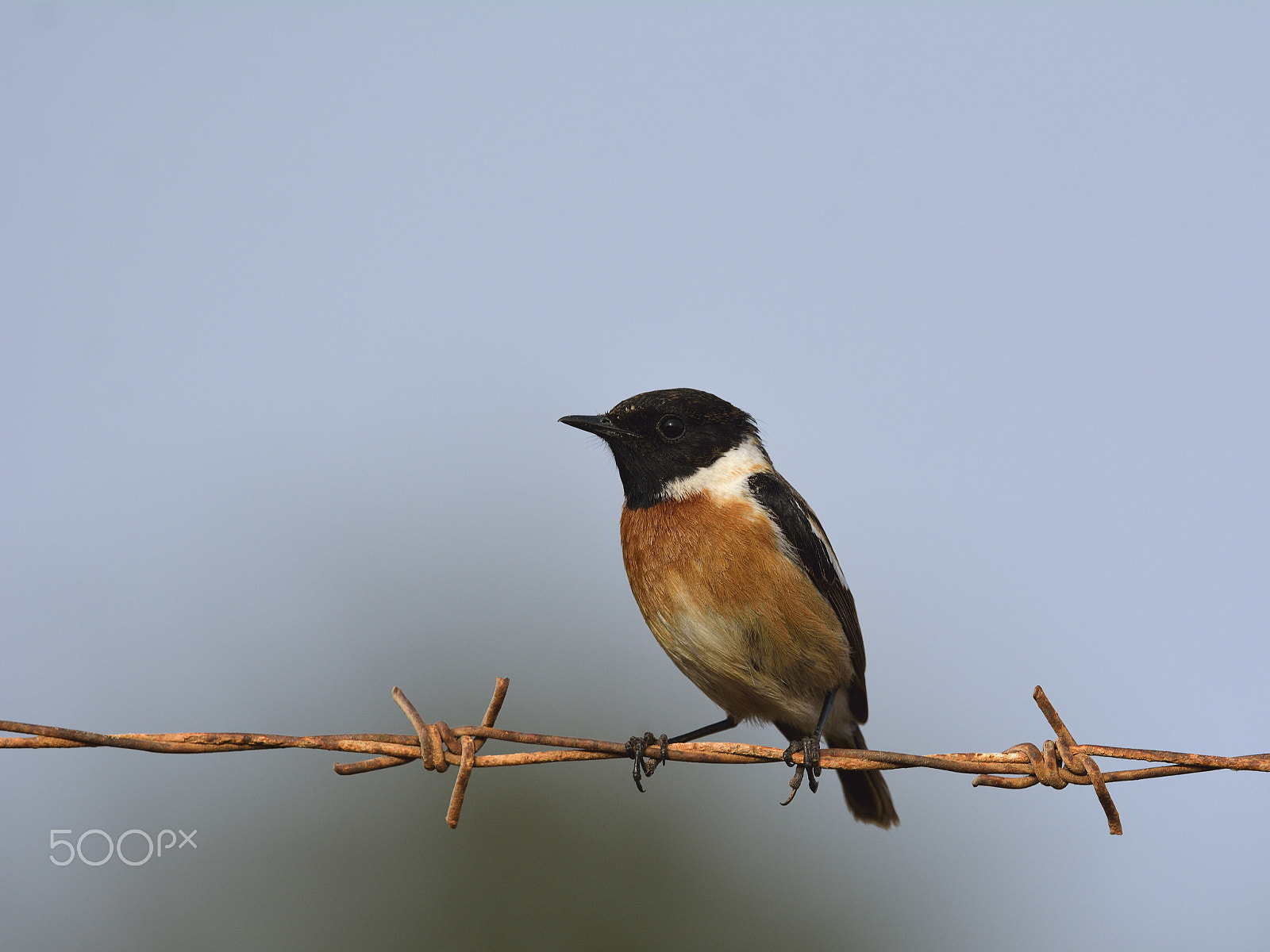 Nikon D7100 + Nikon AF-S Nikkor 500mm F4G ED VR sample photo. Stonechat photography