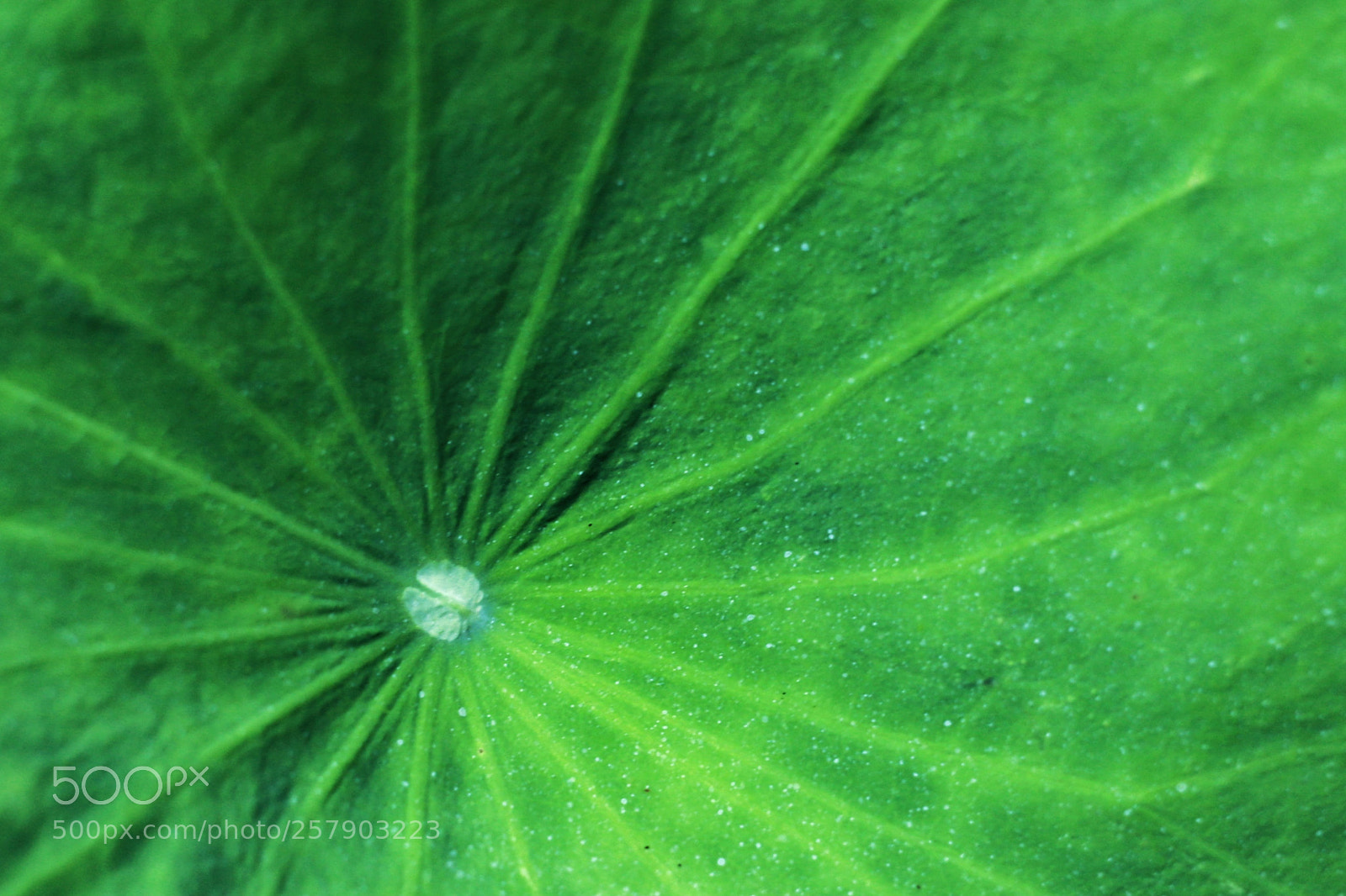 Canon EOS 6D sample photo. Lotus photography