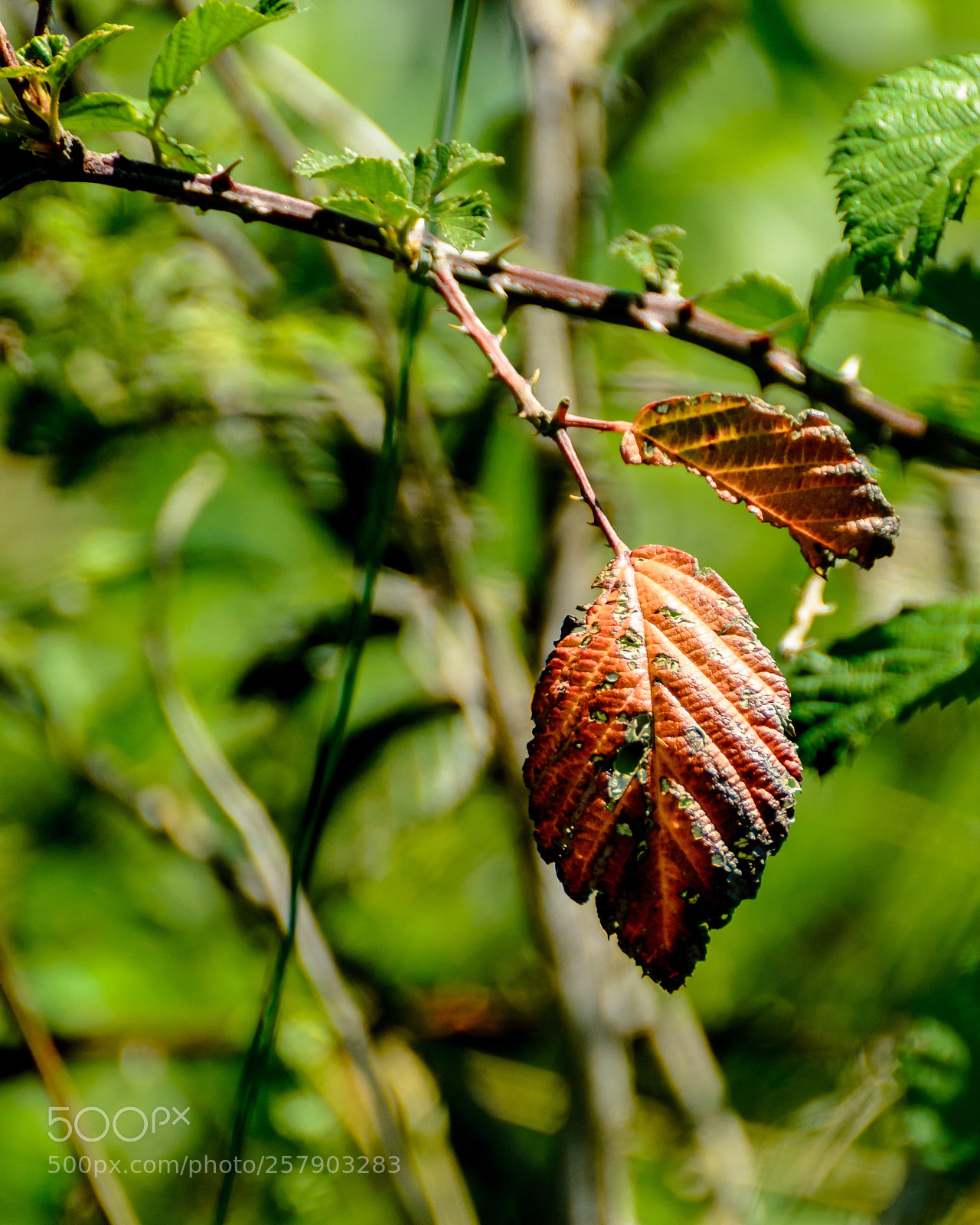 Nikon D7000 sample photo. Mission complete  photography